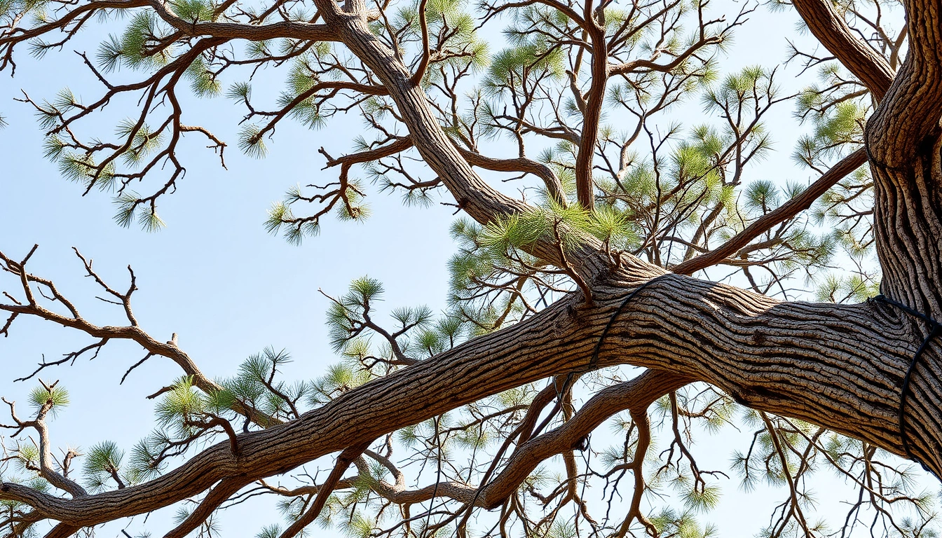 tree cabling bracing rome ga tree cabling bracing rome ga
